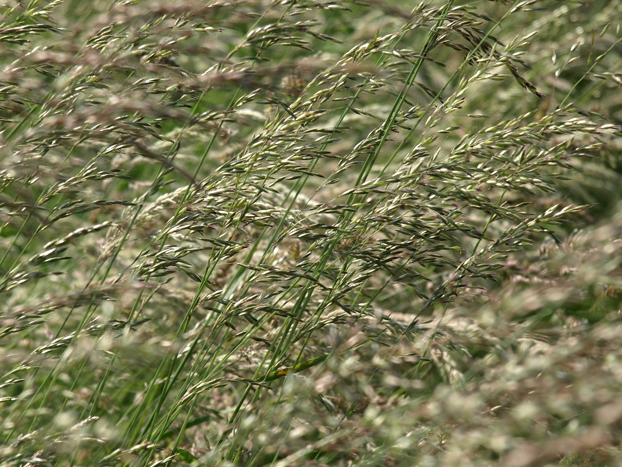 grass flowers grasses free photo