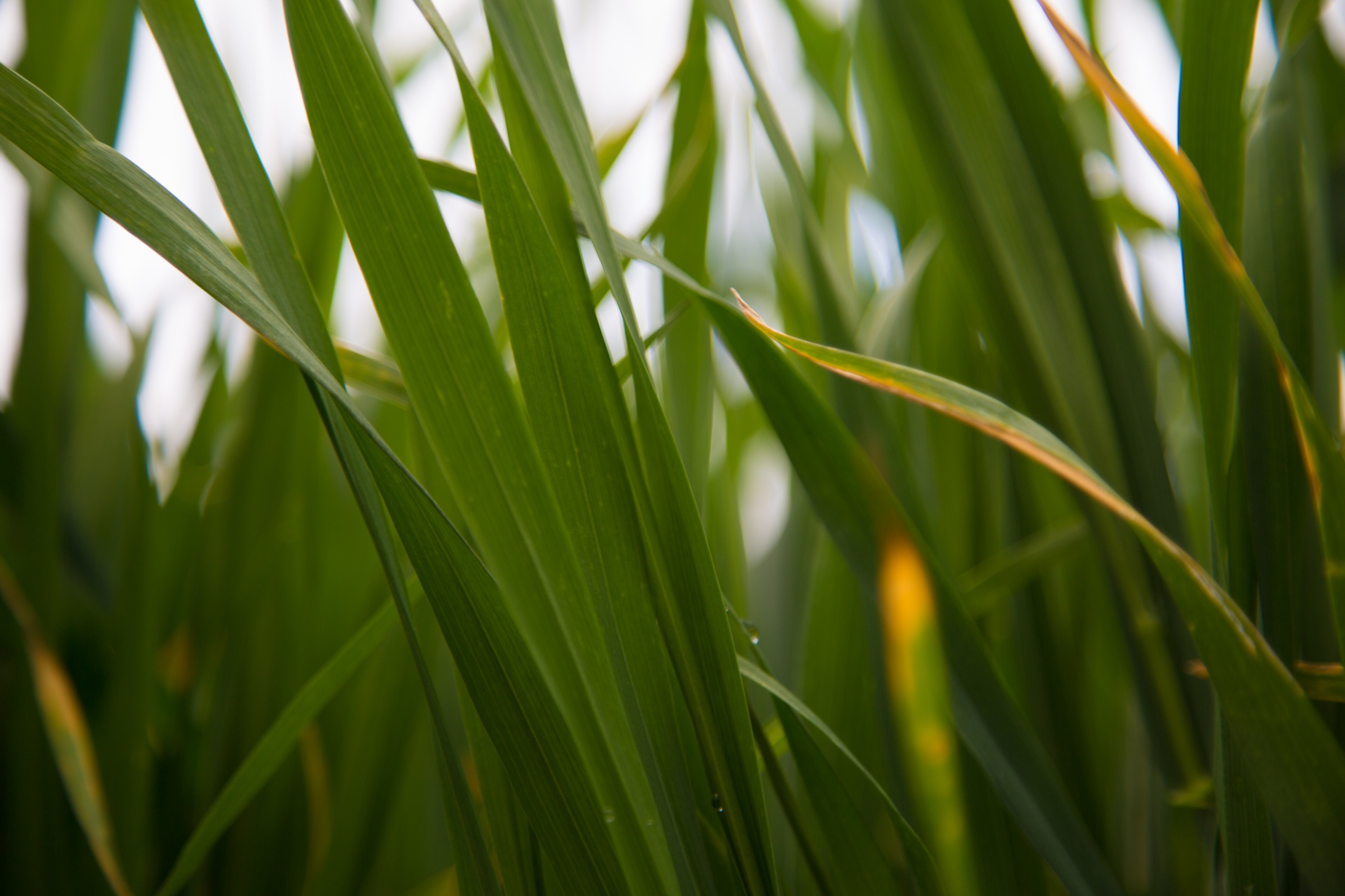 grass background green free photo