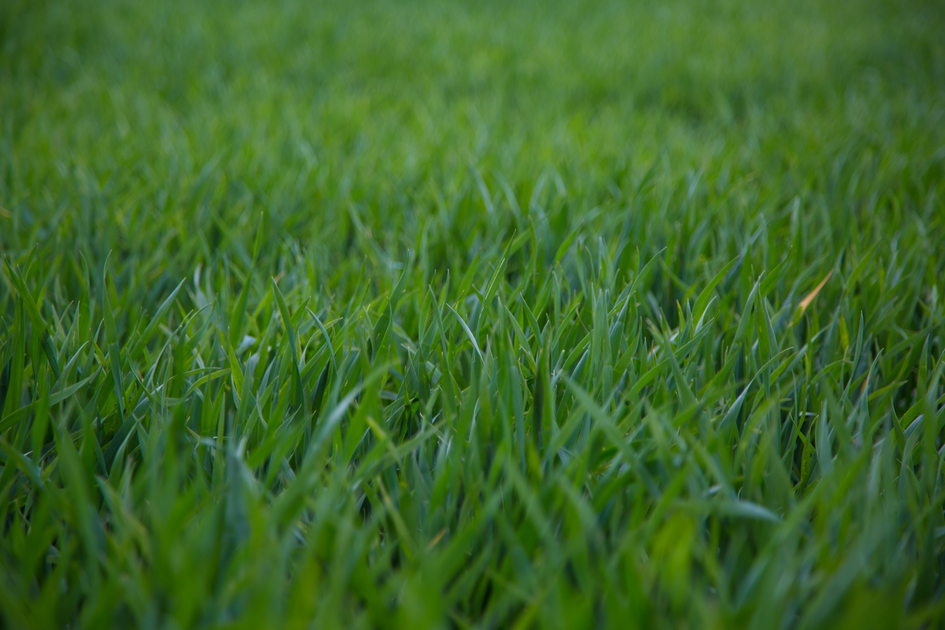 grass background green free photo