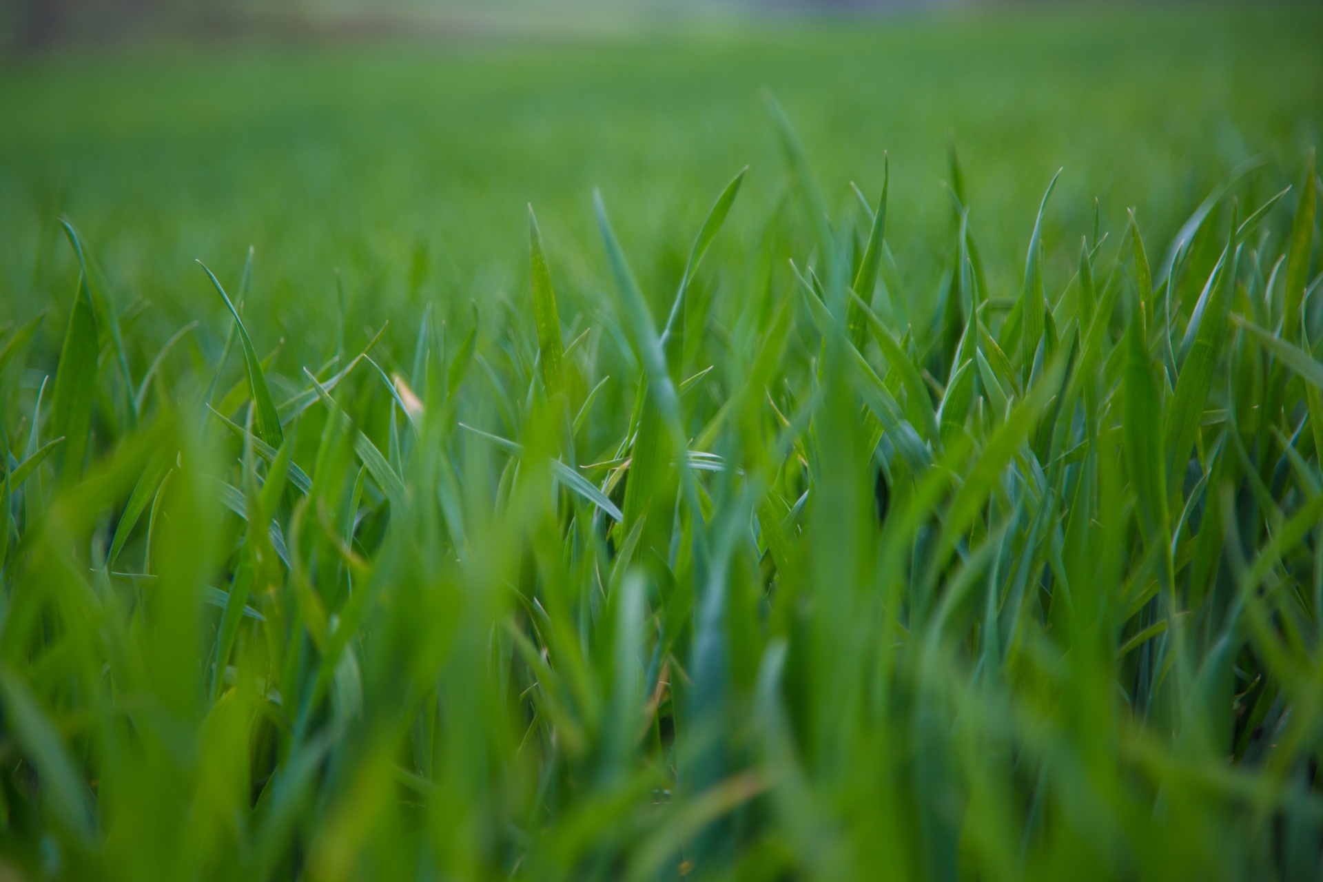 grass background green free photo