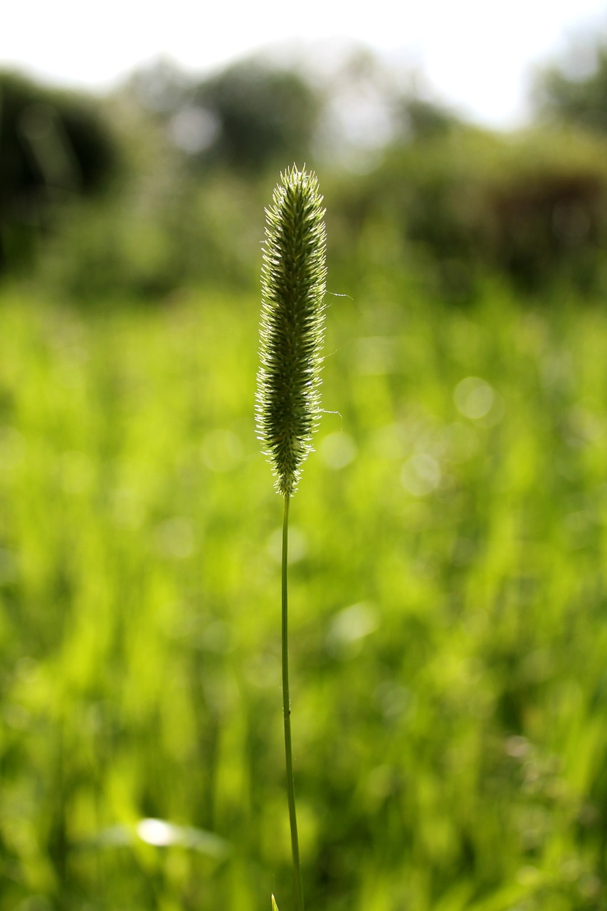 grass timothy summer free photo