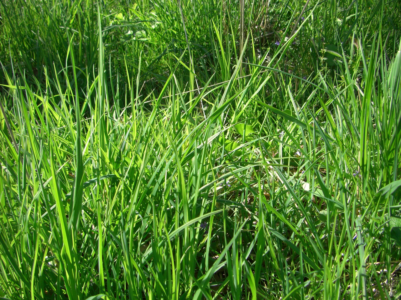 grass meadow blade of grass free photo