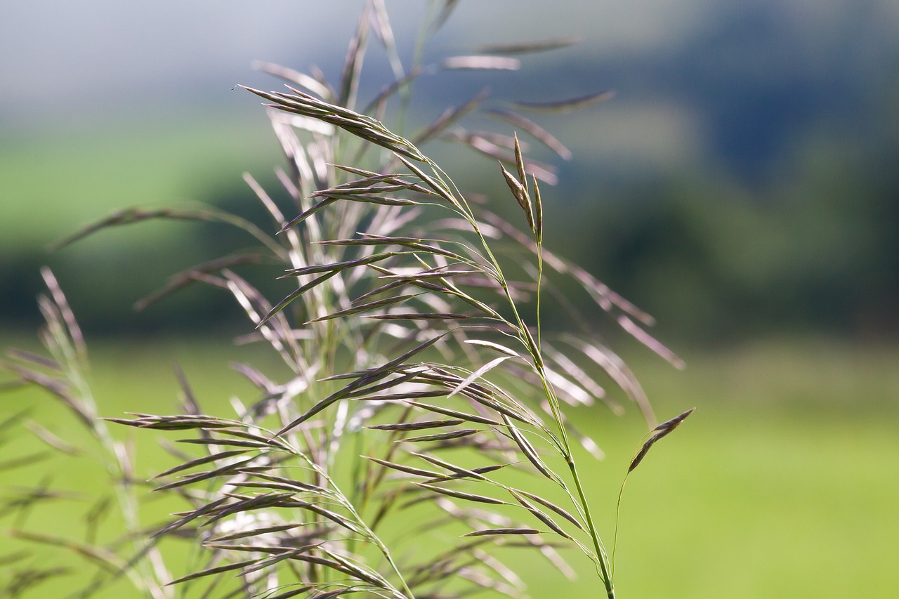 grass blade of grass nature free photo