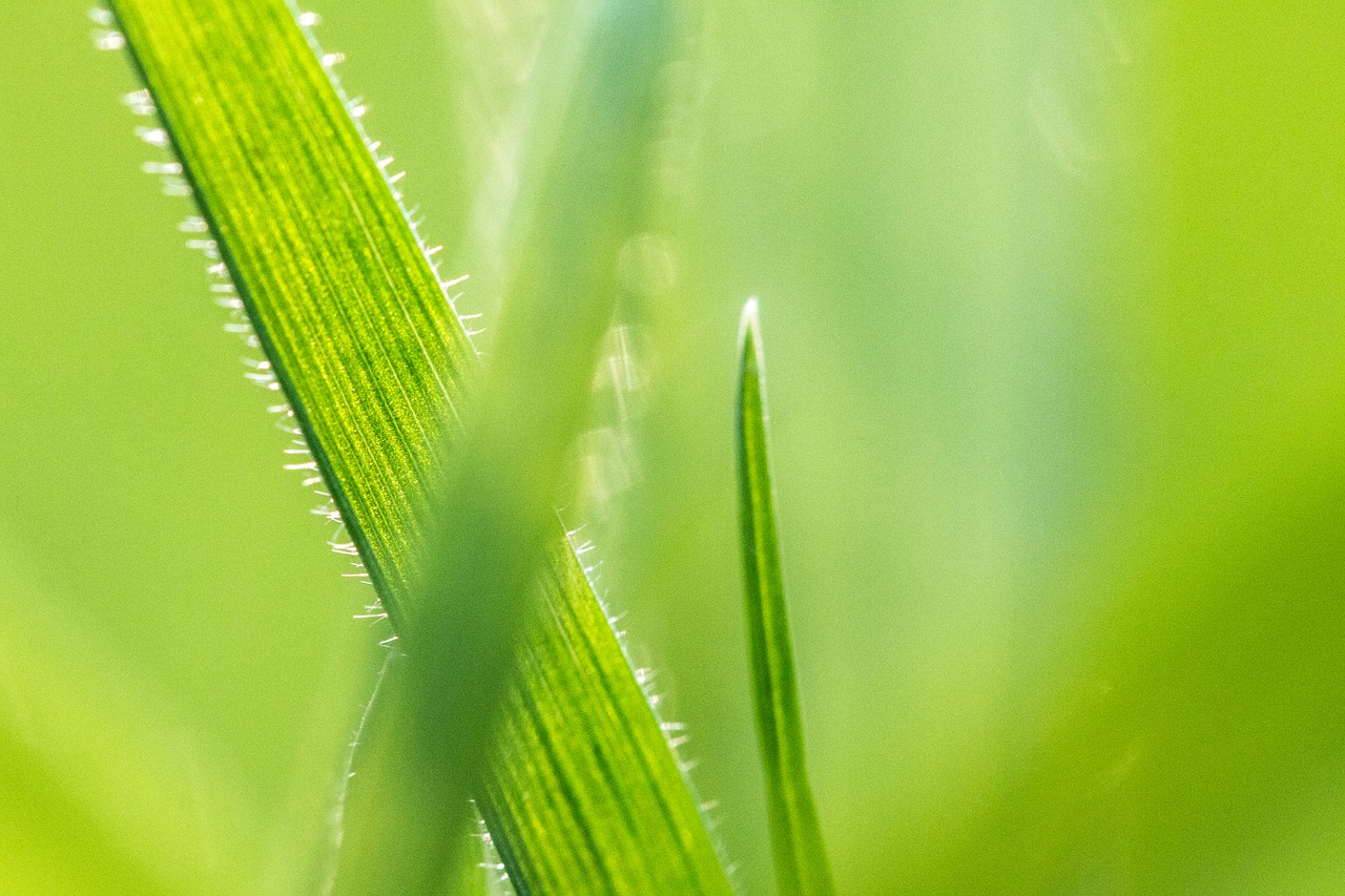 grass meadow green free photo