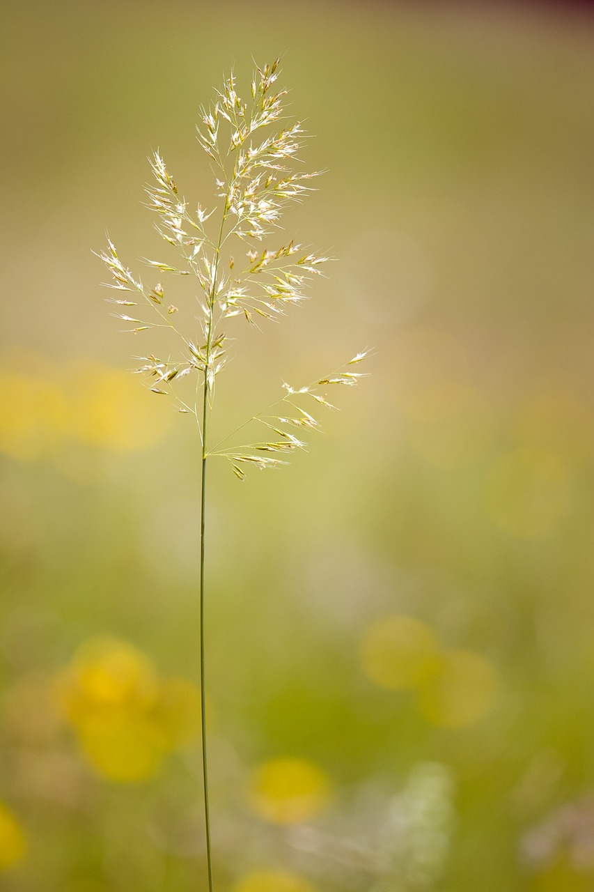 grass grasses seeds free photo