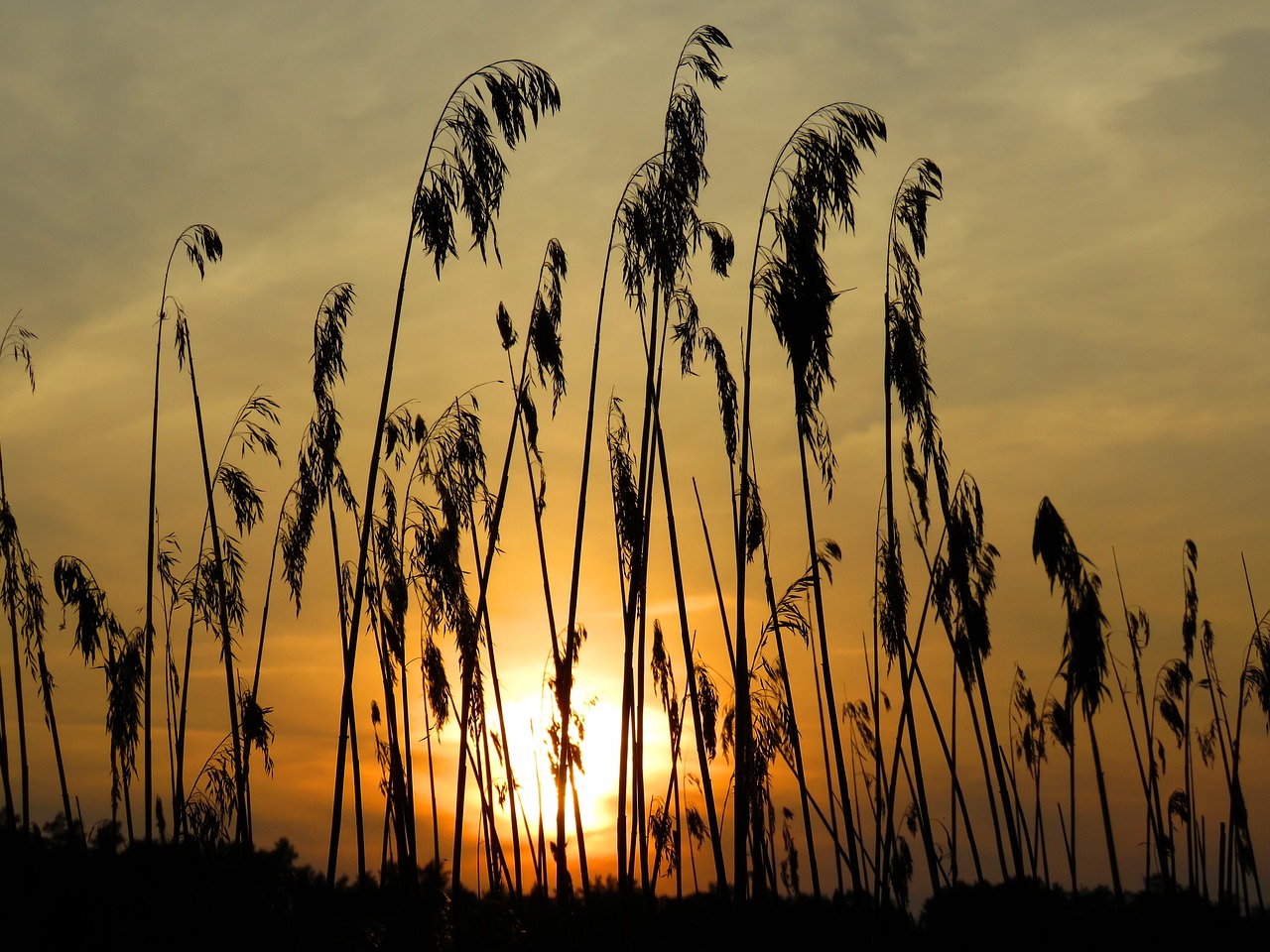 grass cane sunset free photo