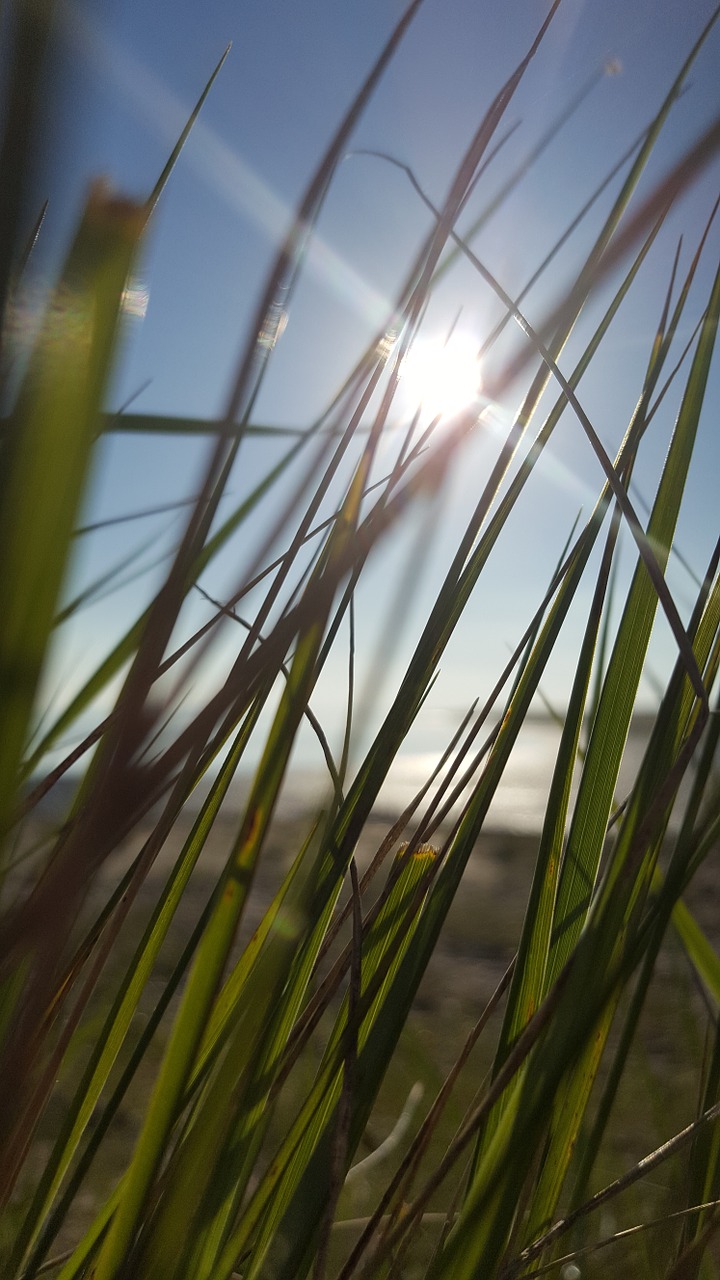 grass beach sun free photo