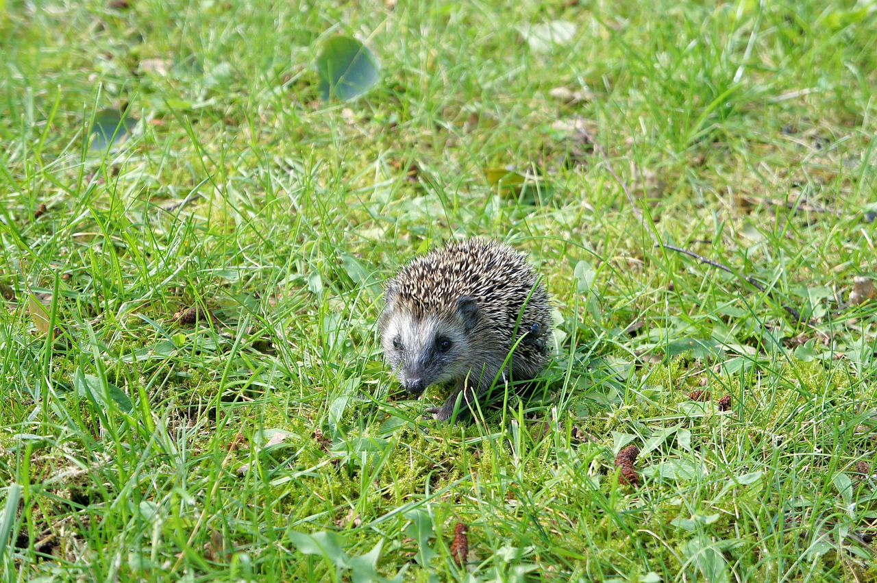 grass garden hedgehog free photo
