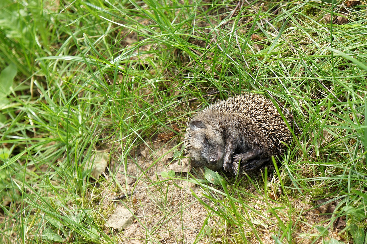 grass garden hedgehog free photo