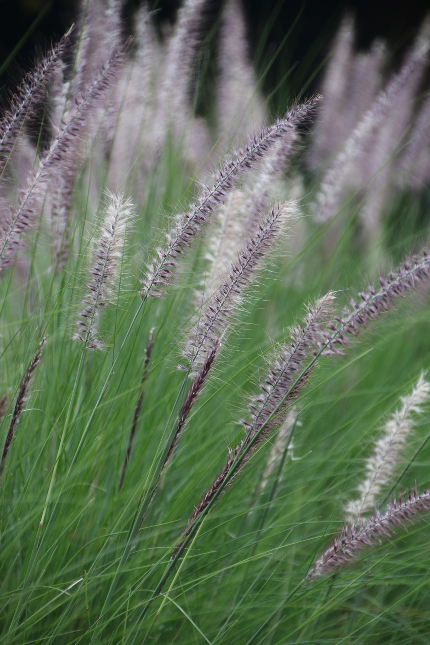 grass outdoor fluffy free photo