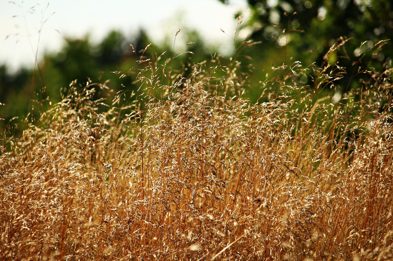 grass forest grass nature free photo