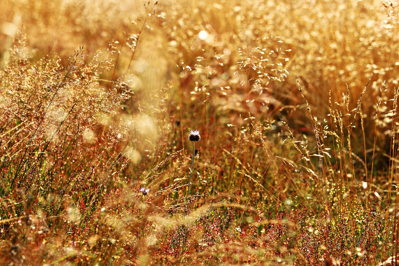 grass forest grass meadow free photo