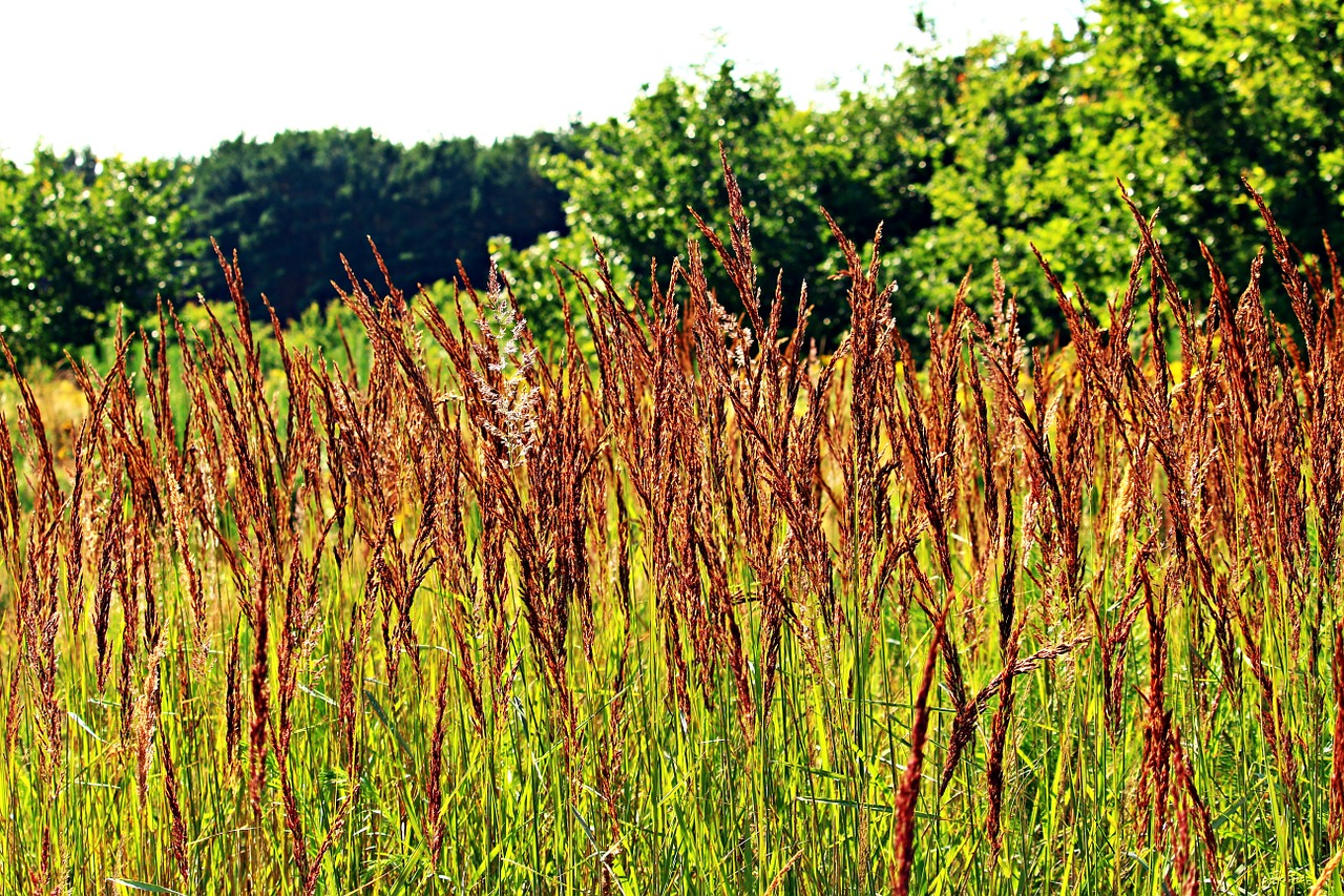 grass reed grasses free photo