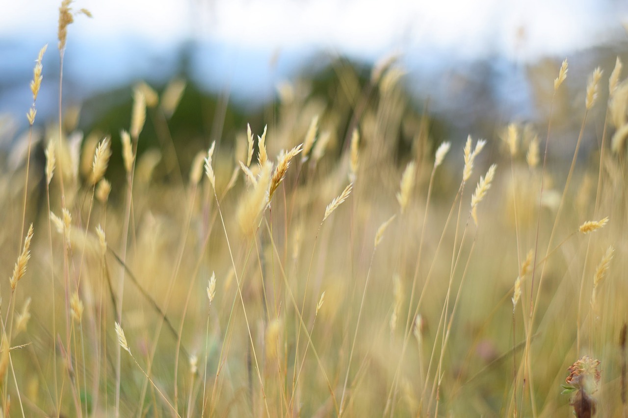 grass nature lawn free photo