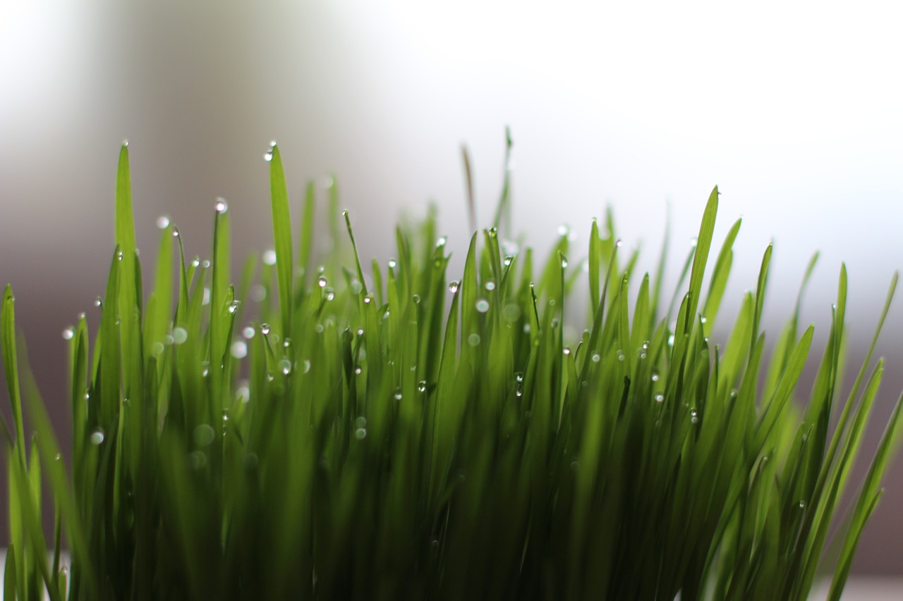 grass drop of water wheatgrass free photo