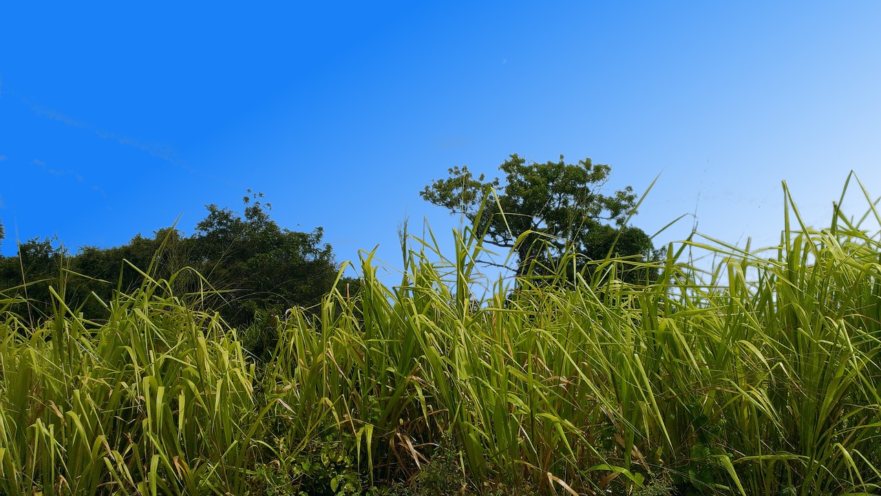 grass blue sky nature free photo