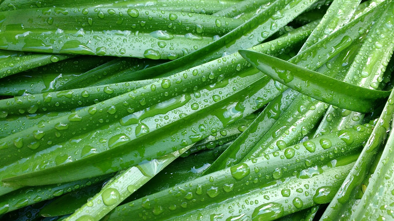 grass plants leaves free photo