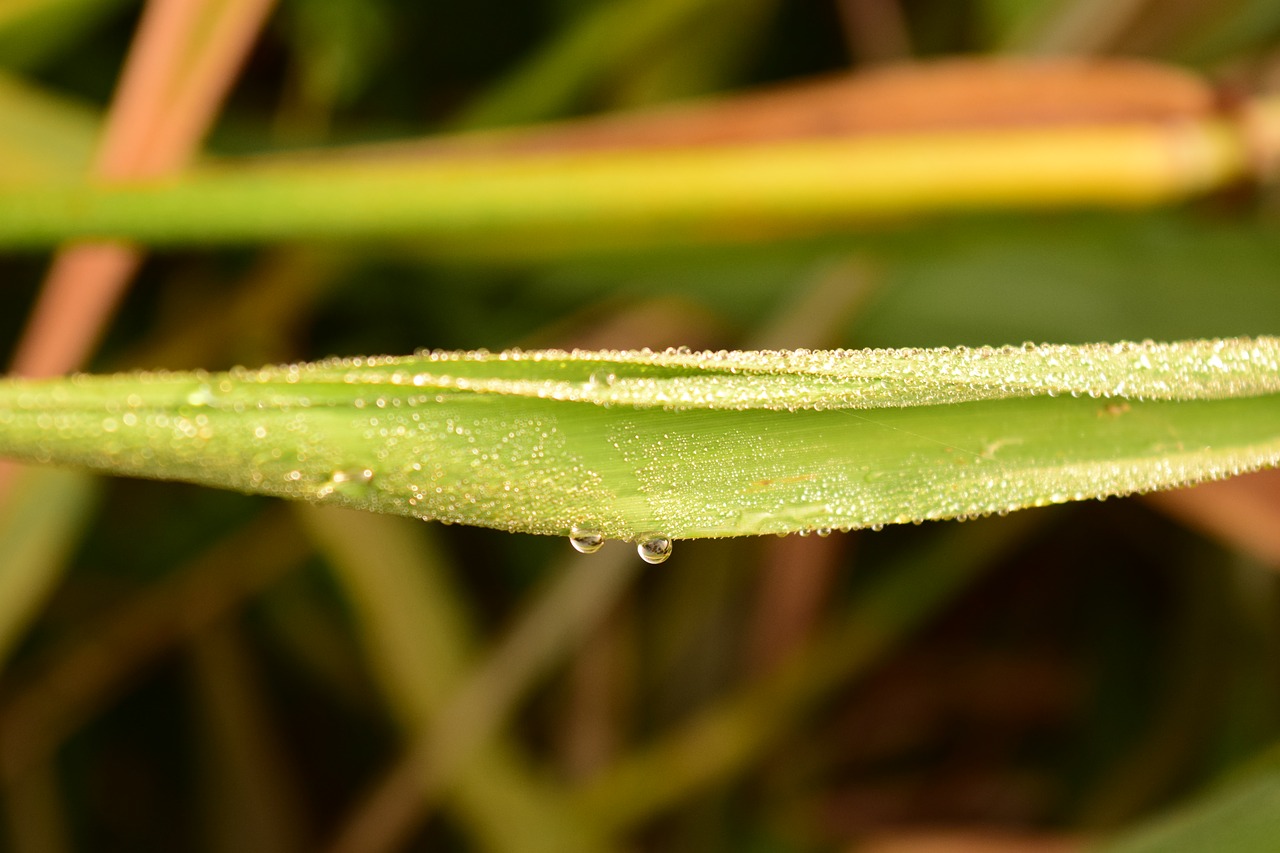 grass dew morgentau free photo