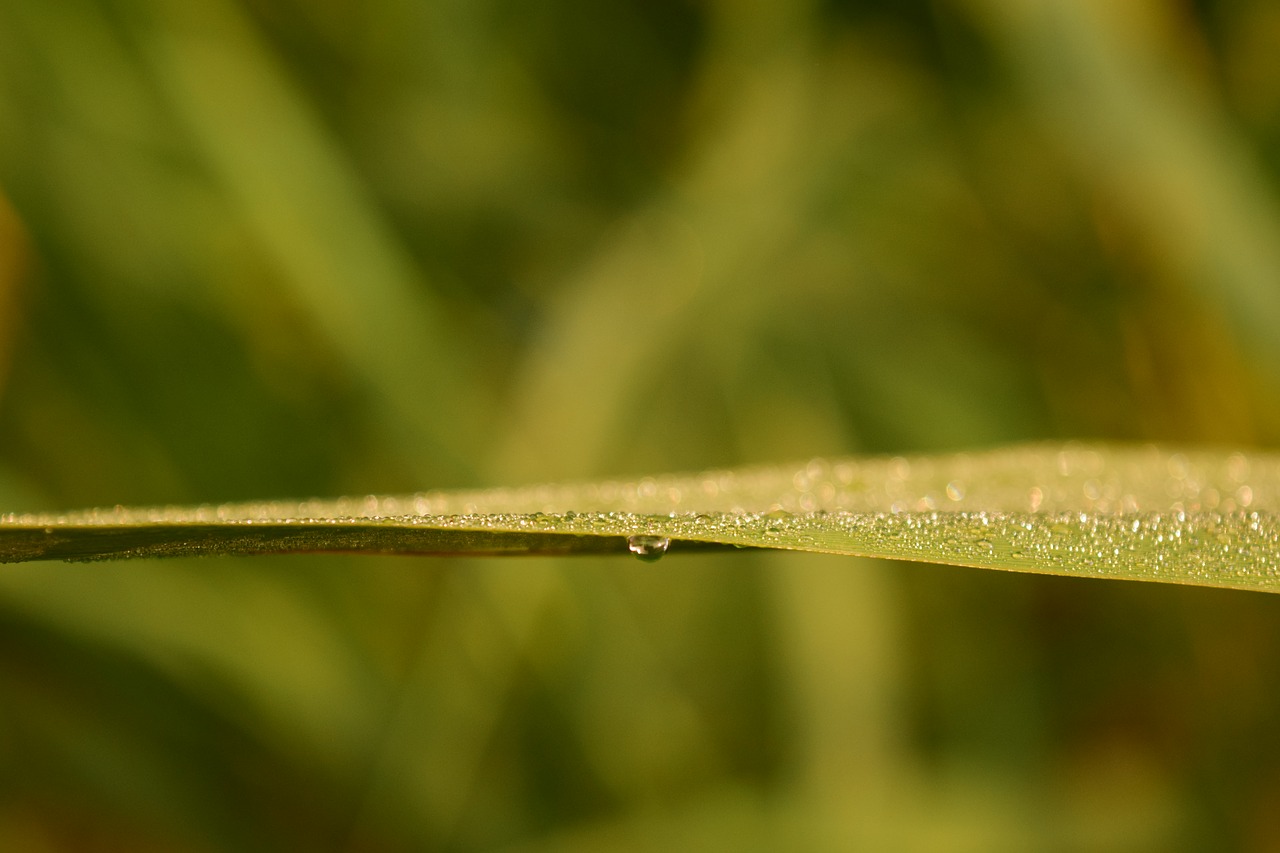 grass dew morgentau free photo