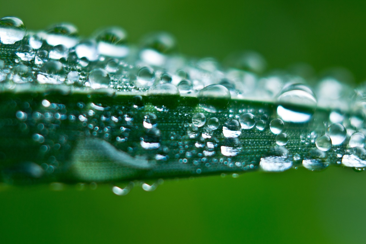 grass macro morning free photo