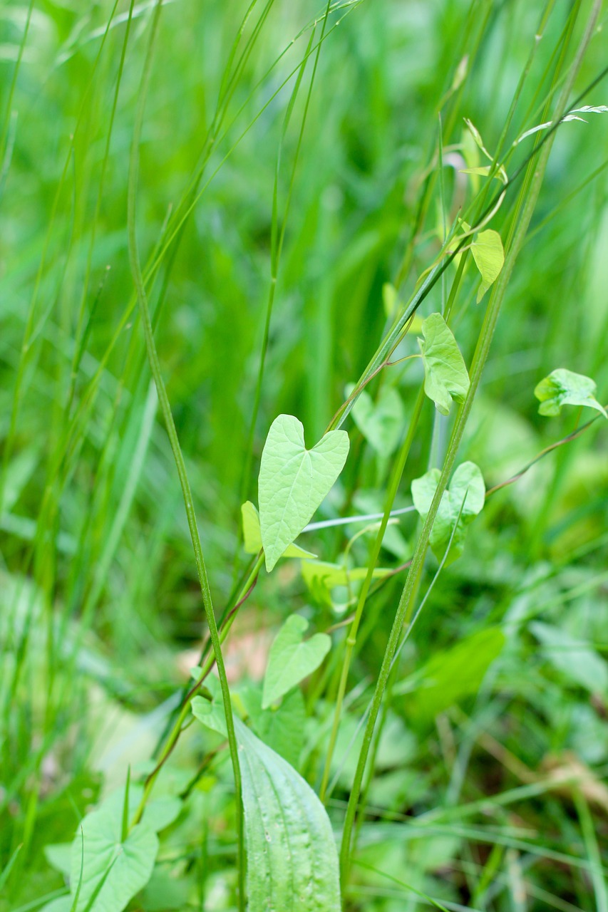 grass heart green free photo