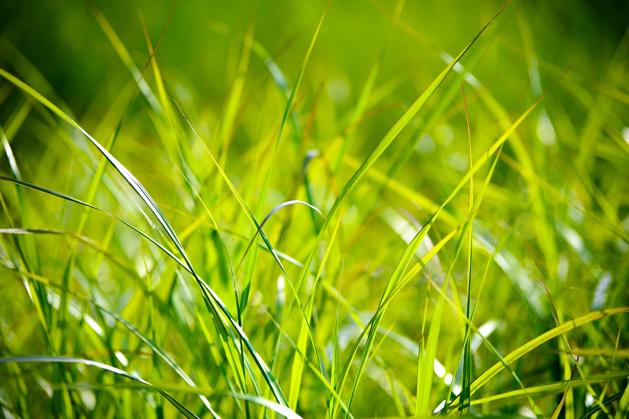 grass field the background free photo