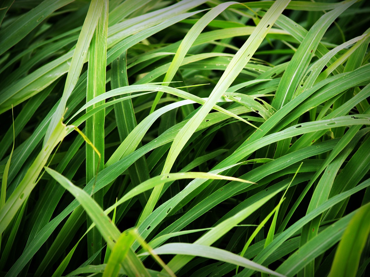 grass field soccer free photo