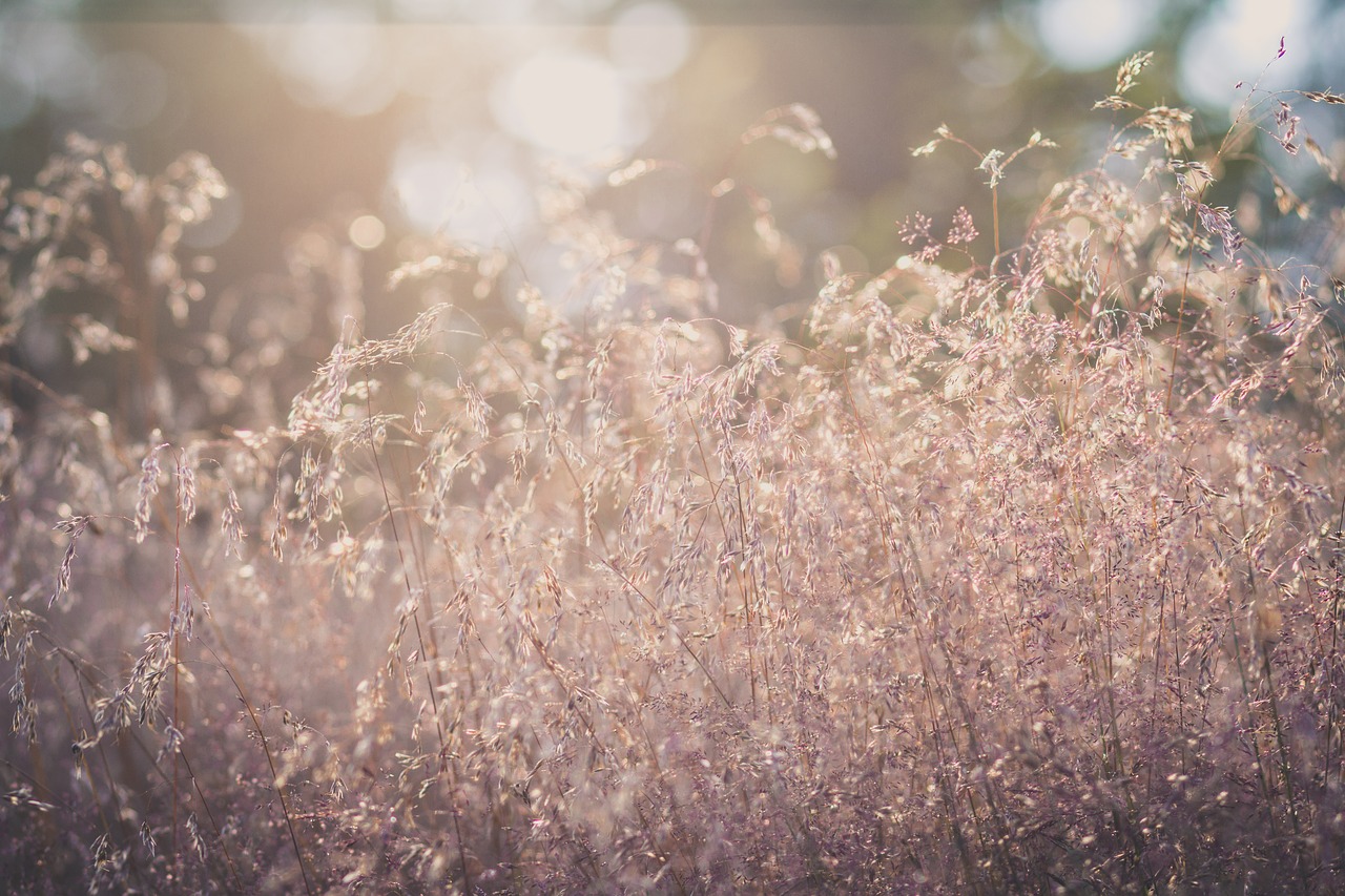 grass sun grasses free photo