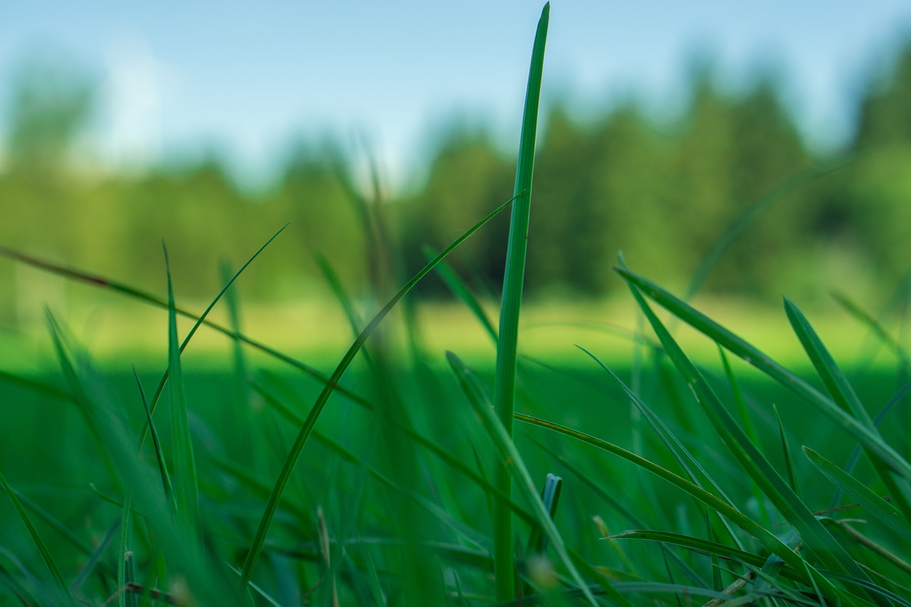 grass nature green free photo