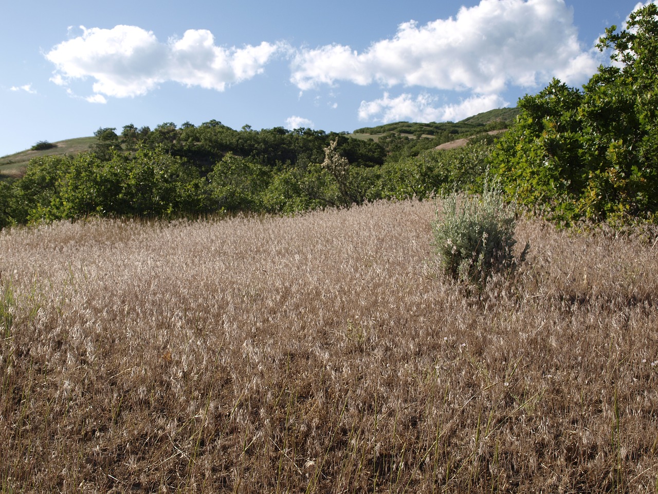 grass field landscape free photo