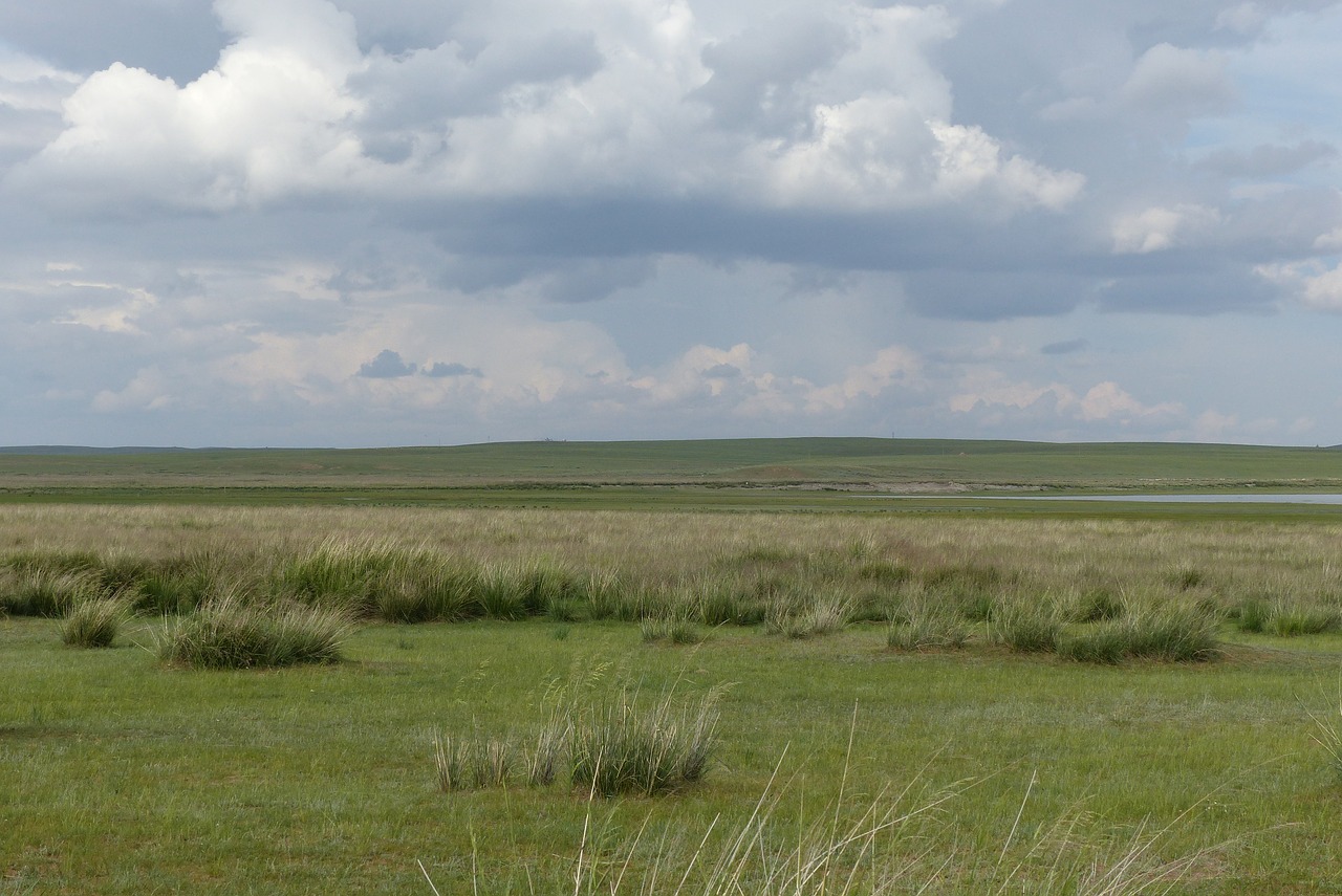 grass prairie steppe free photo