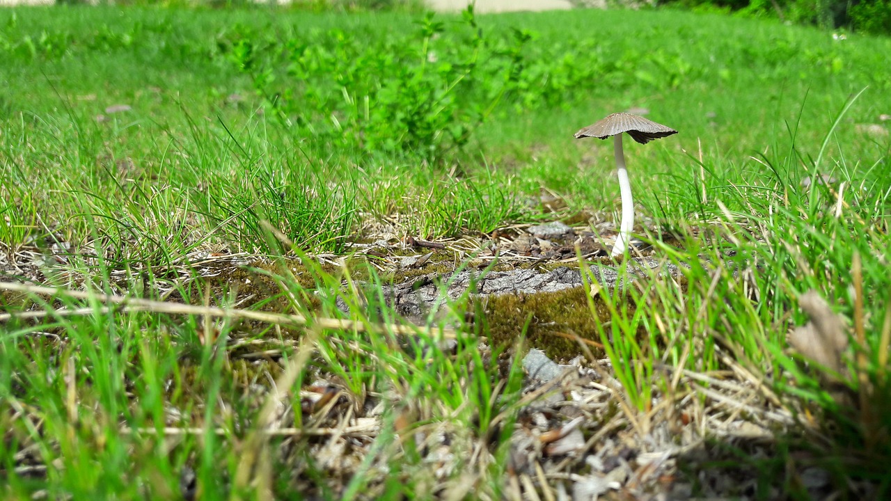 grass boletus sponge free photo