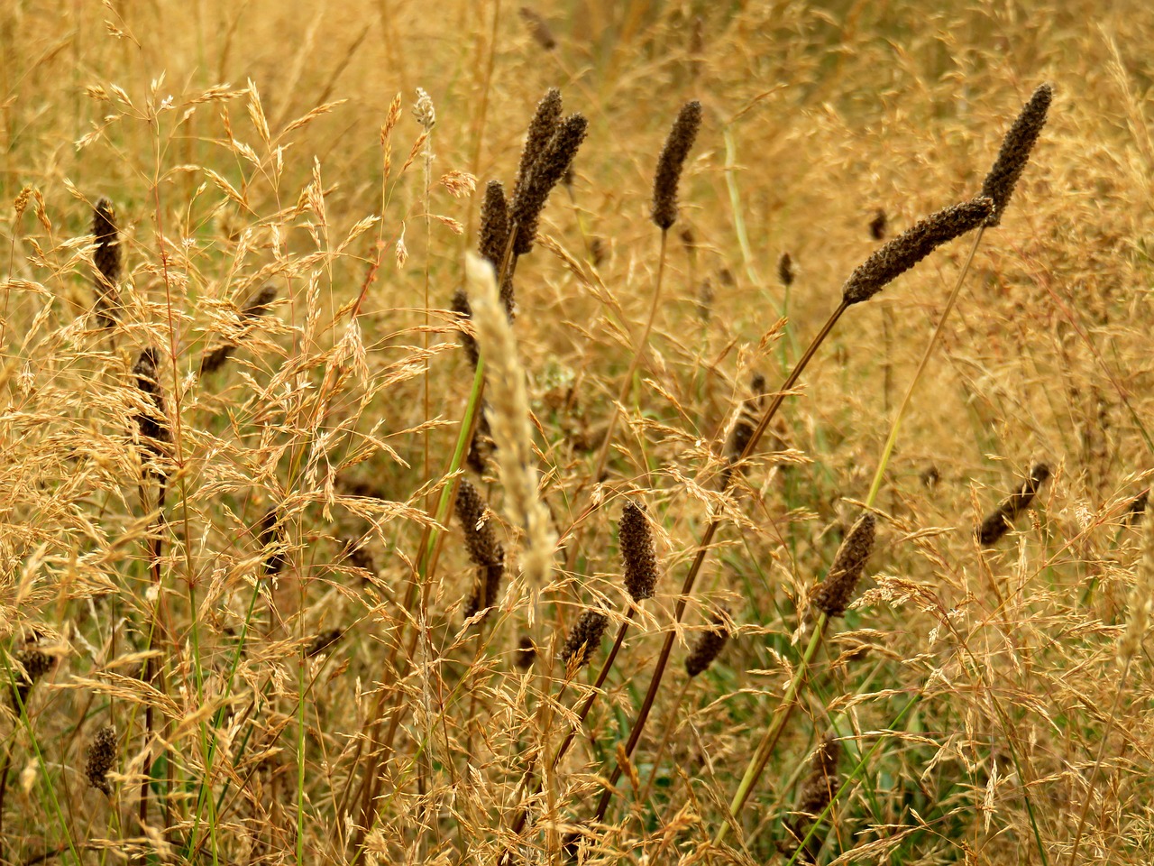 grass golden summer free photo