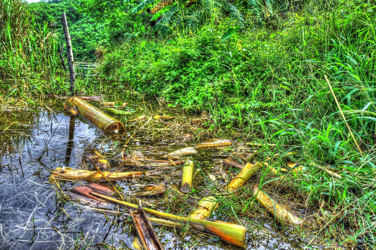 grass banana tree parts water free photo