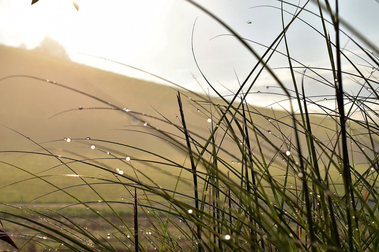 grass landscape meadow free photo