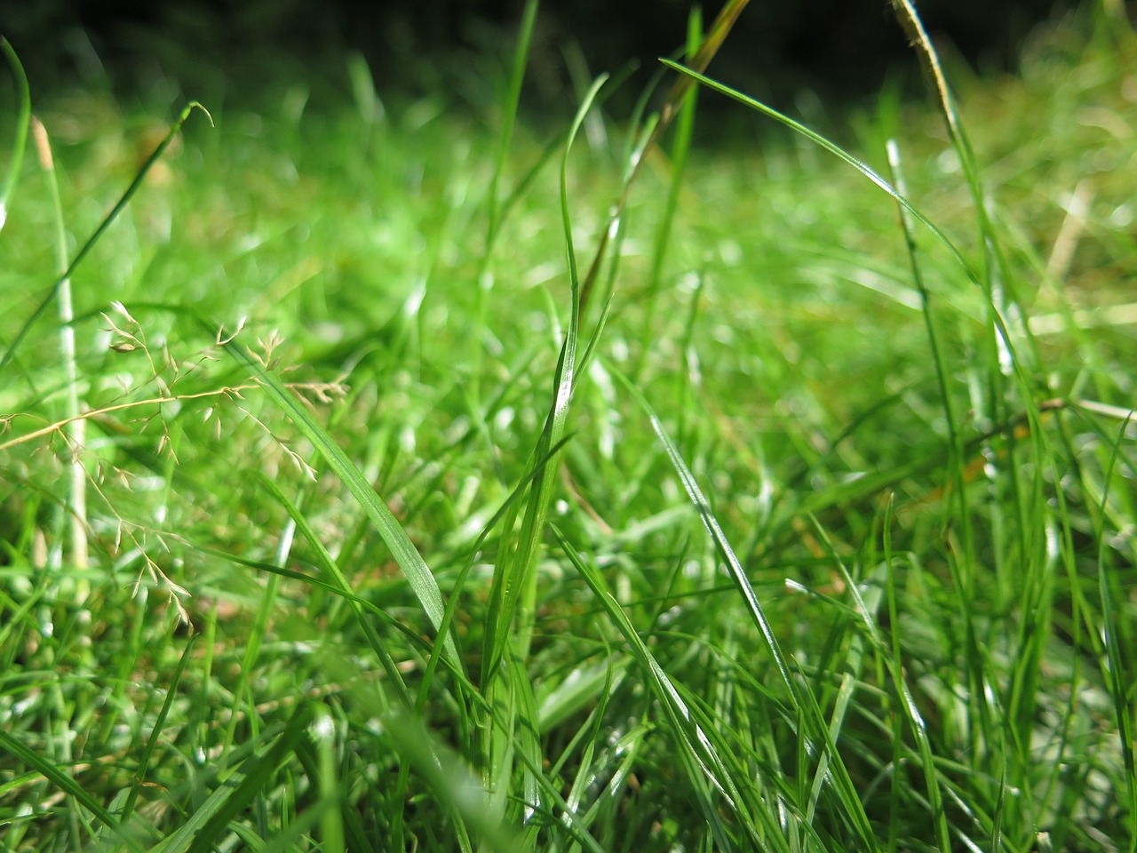 grass green outdoors free photo