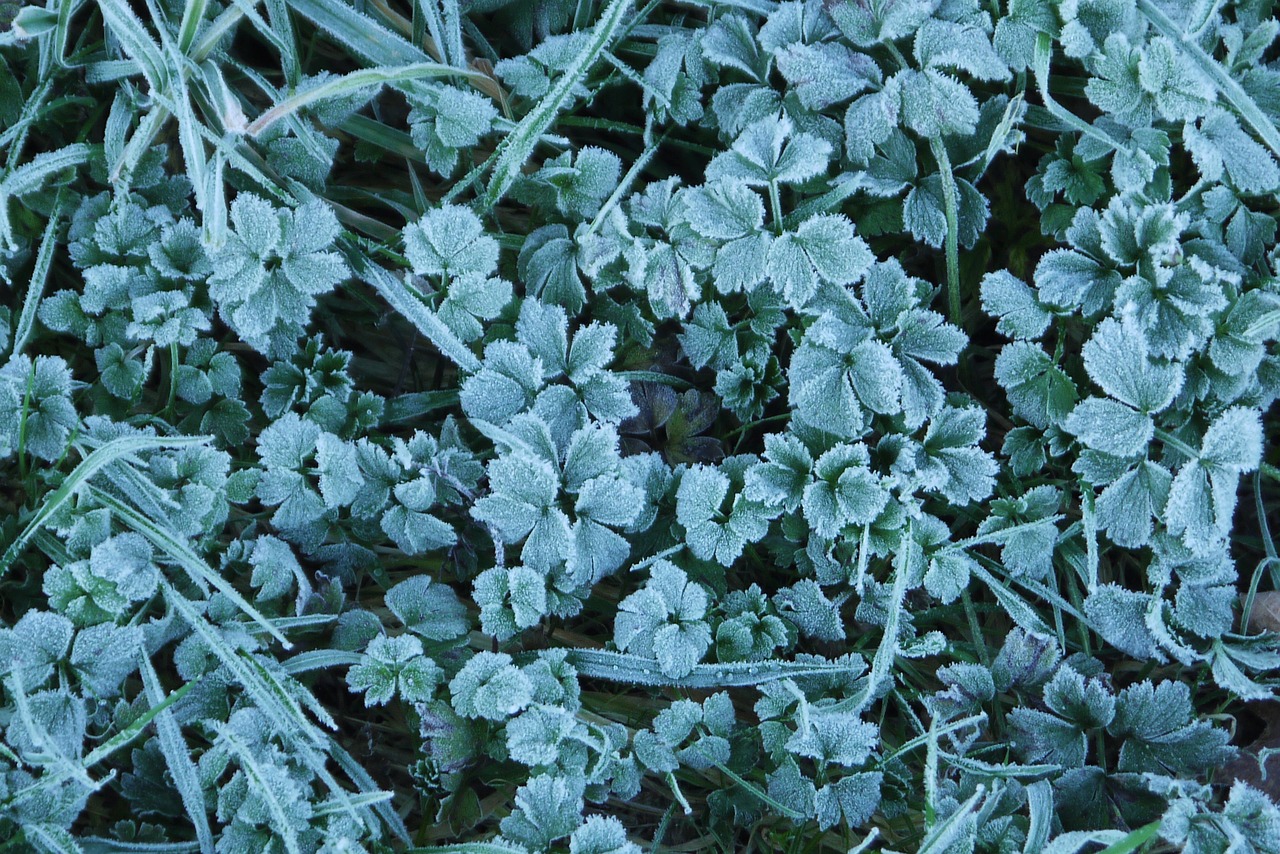 grass frost icy free photo
