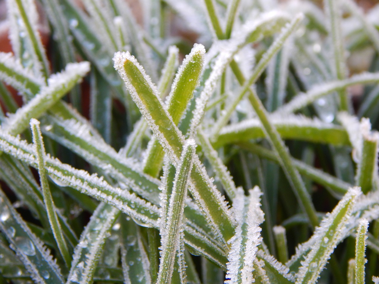 grass frost frost on grass free photo