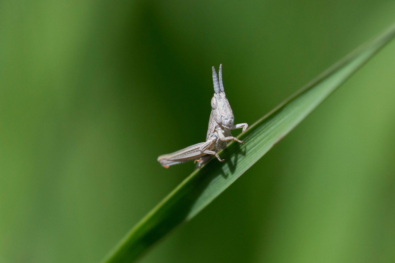 grass grasshopper insect free photo