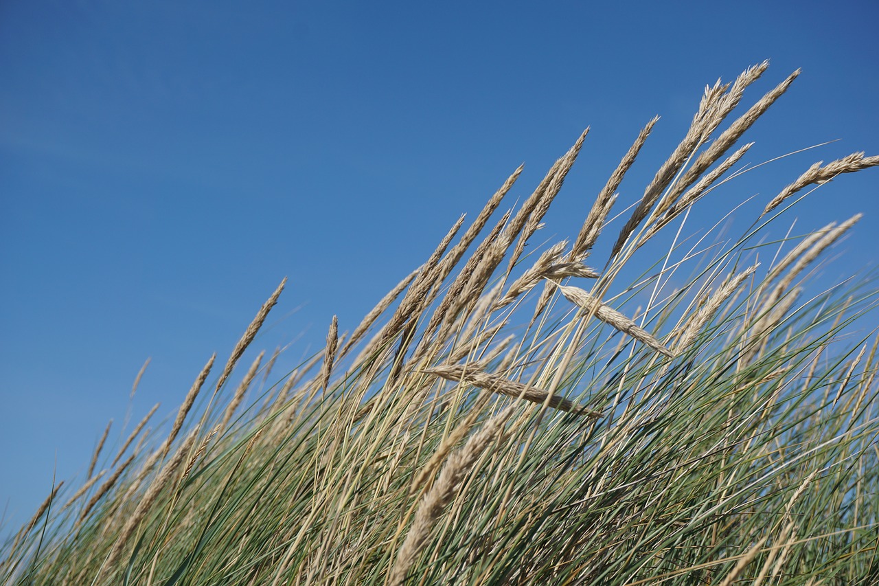 grass dike north sea free photo