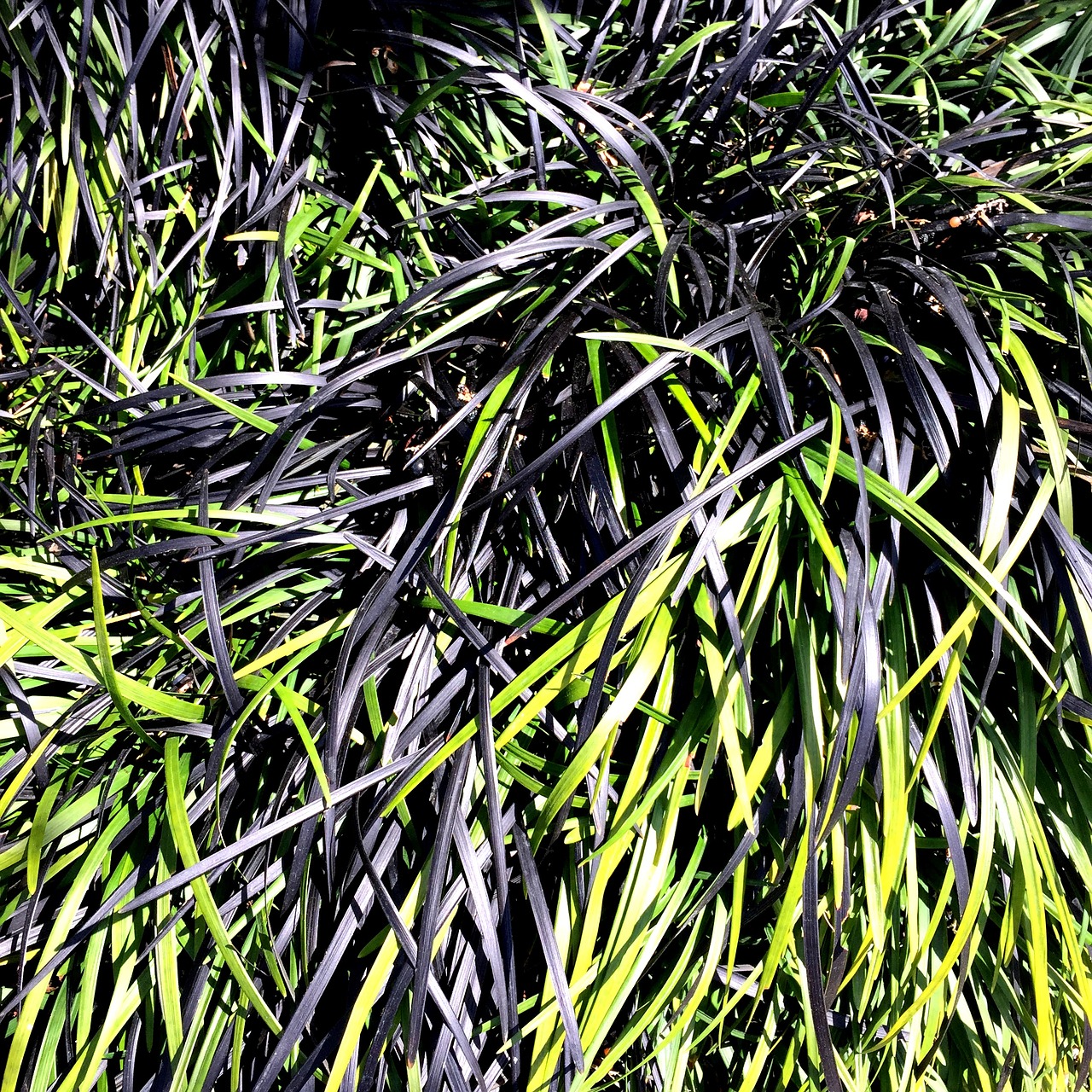 grass black green free photo