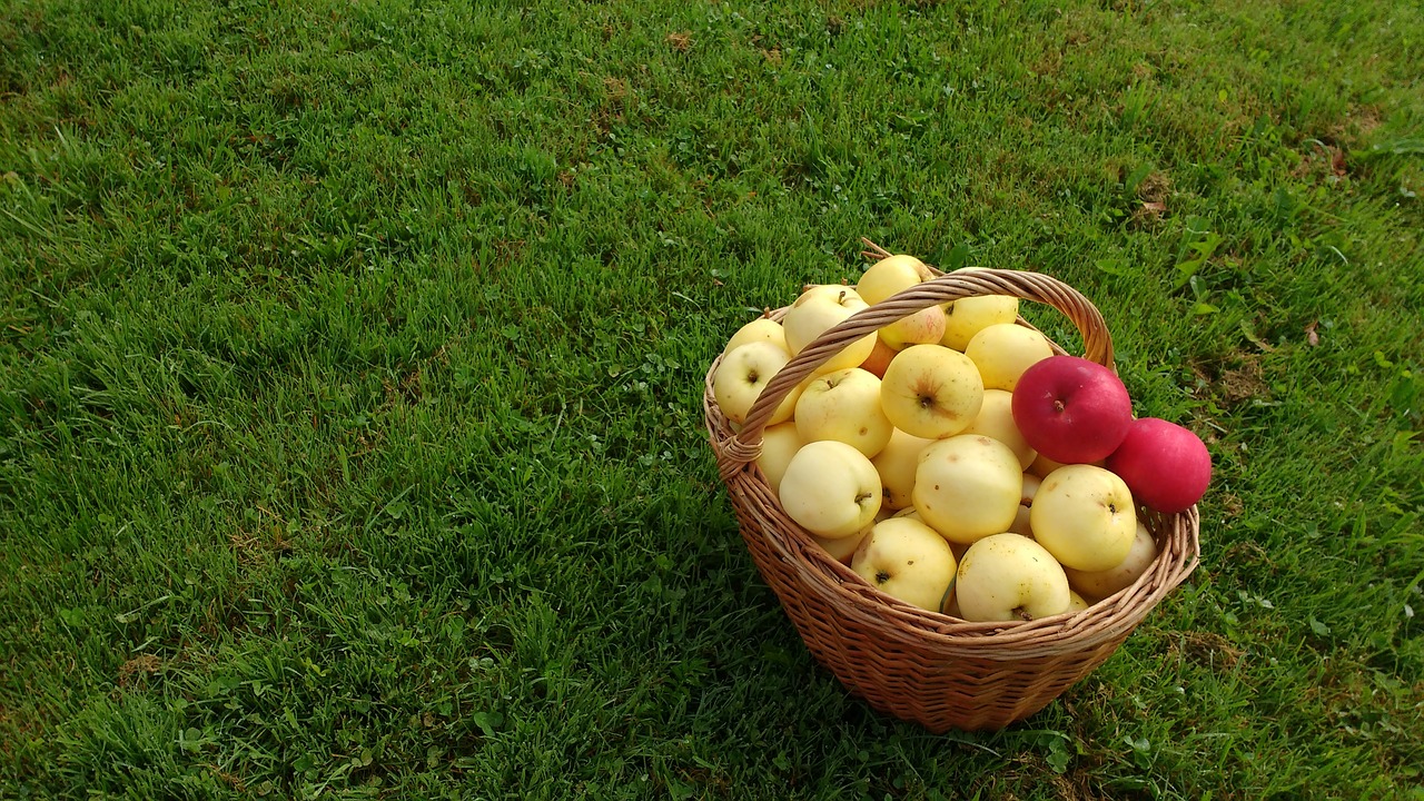 grass basket apples free photo