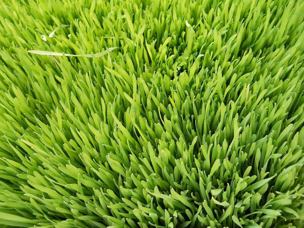 grass wheat green free photo