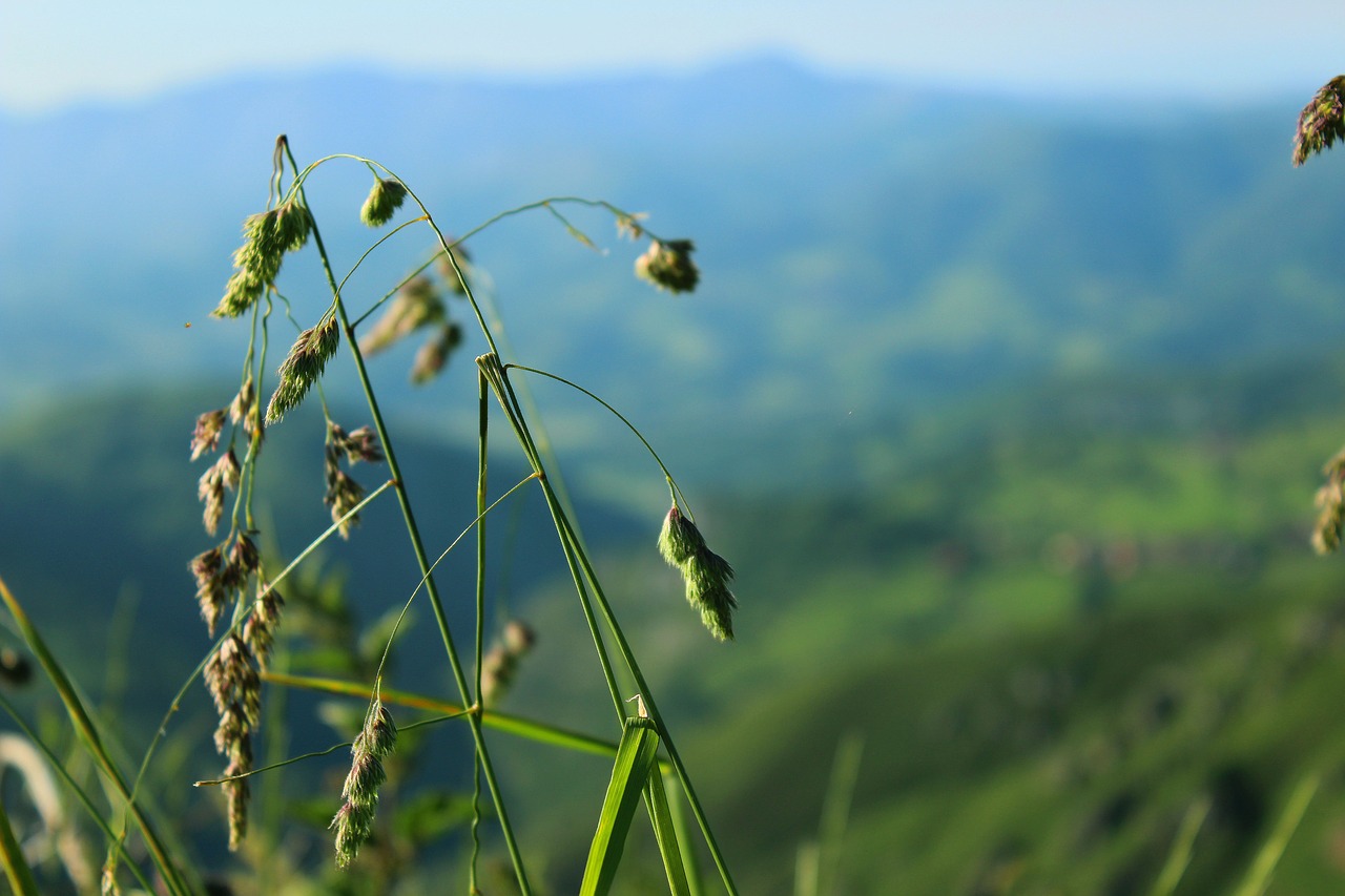 grass landscape green free photo