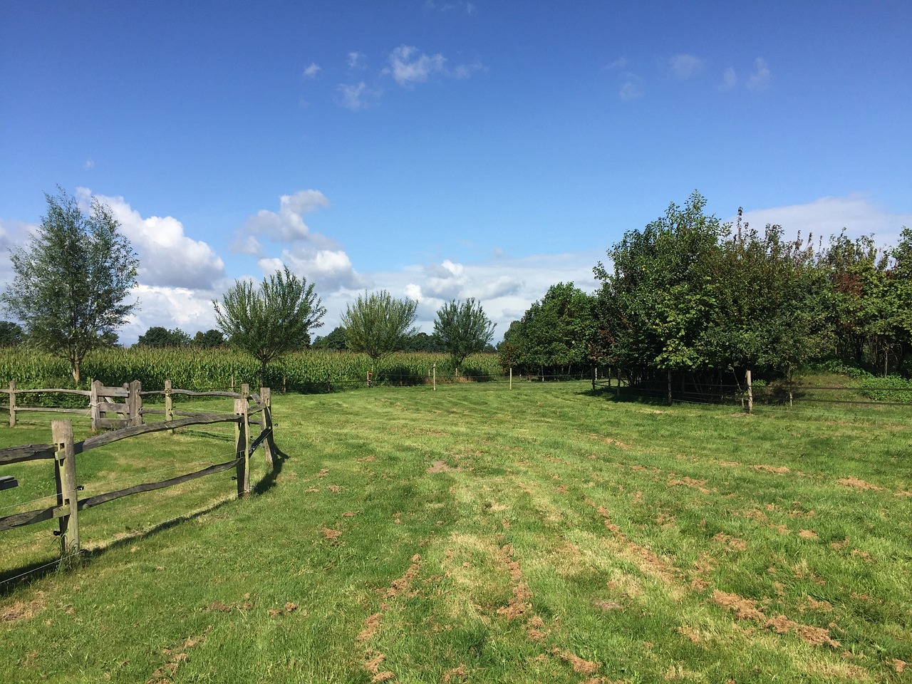 grass sky nature free photo