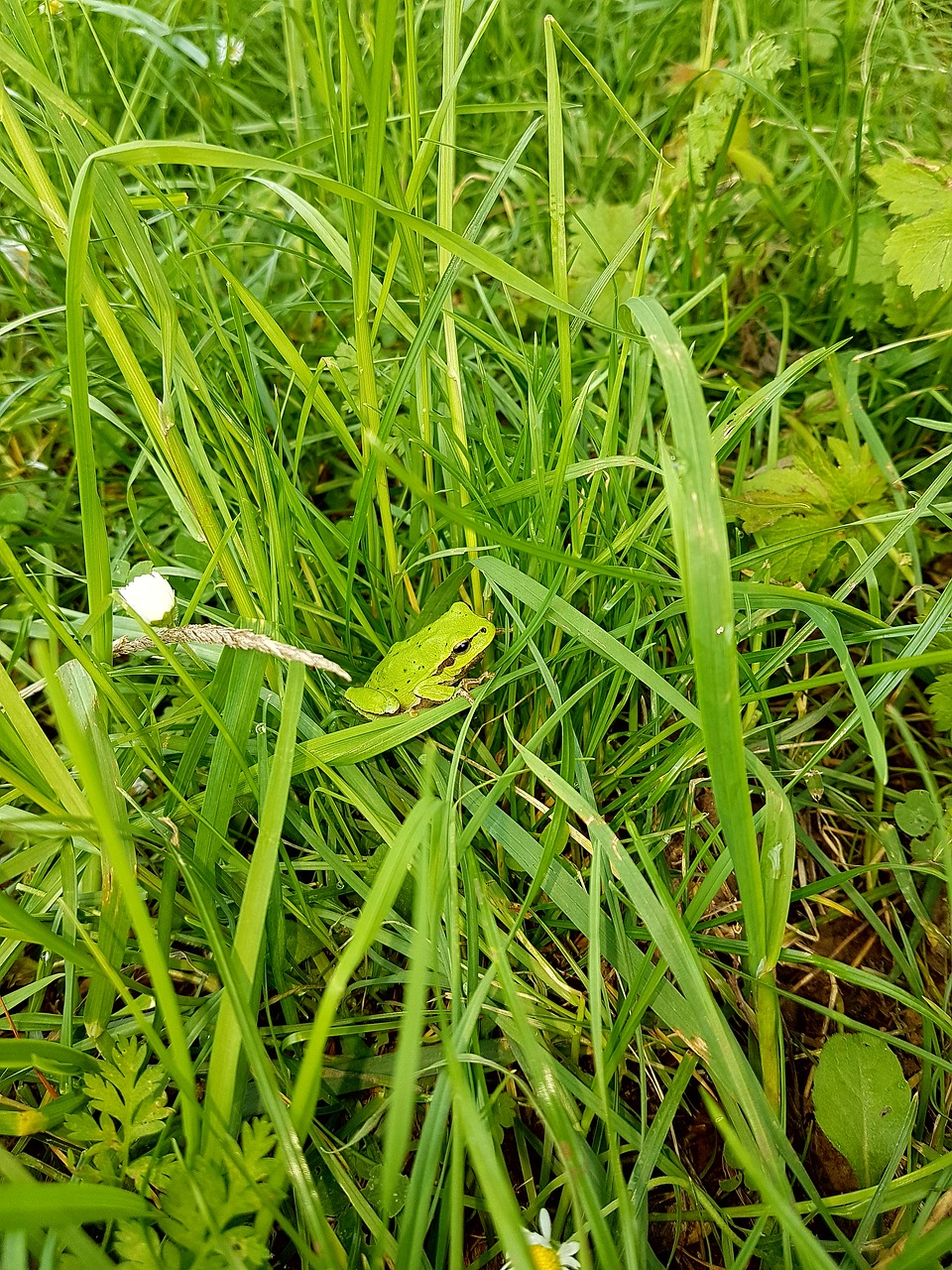 frog grass green free photo