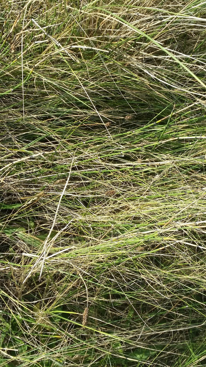 grass dune grass sea free photo