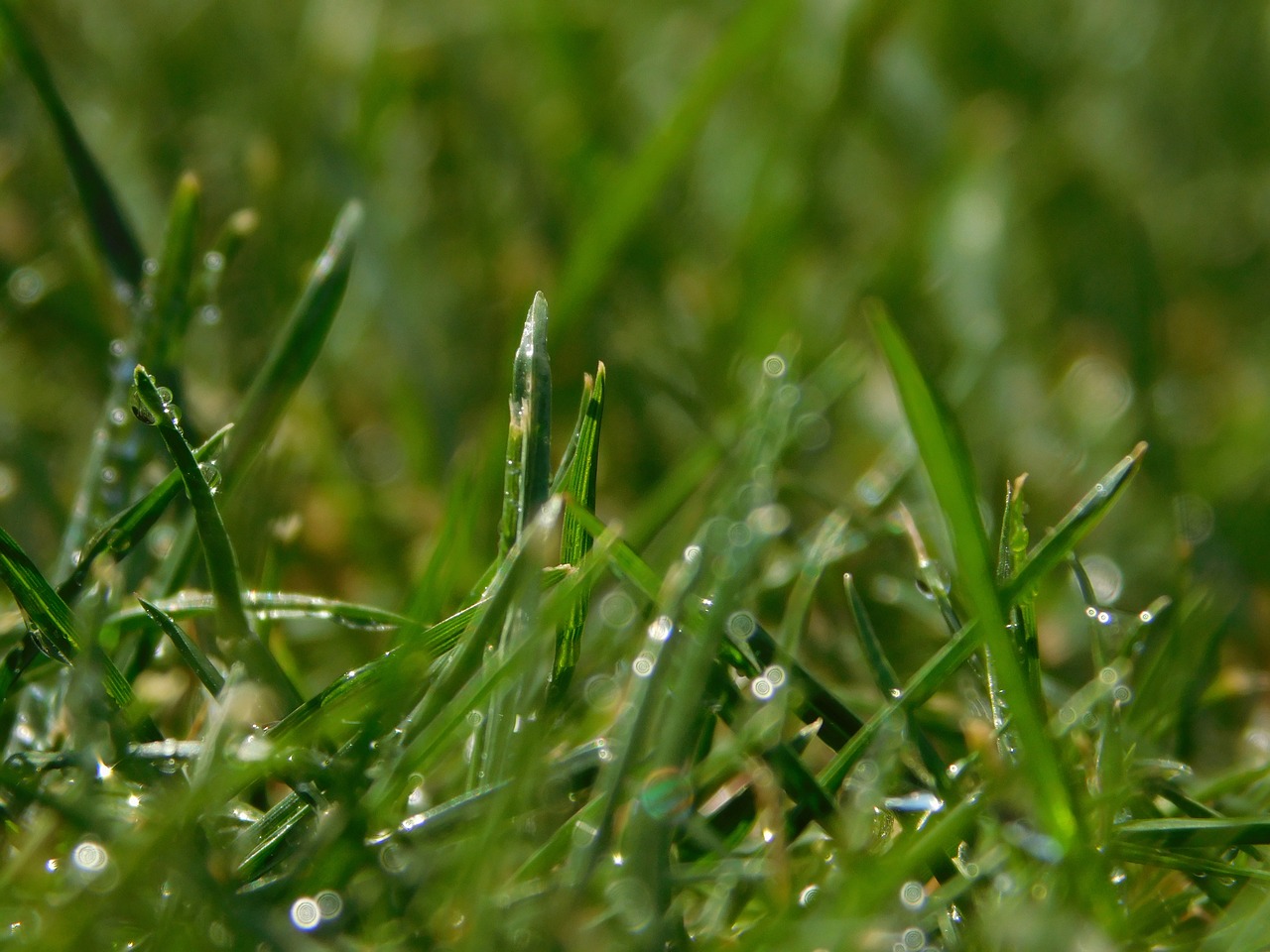 grass dew dewdrop free photo