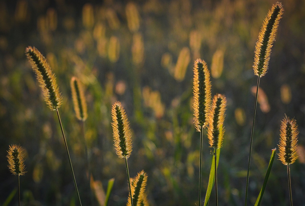 grass sunset nature free photo