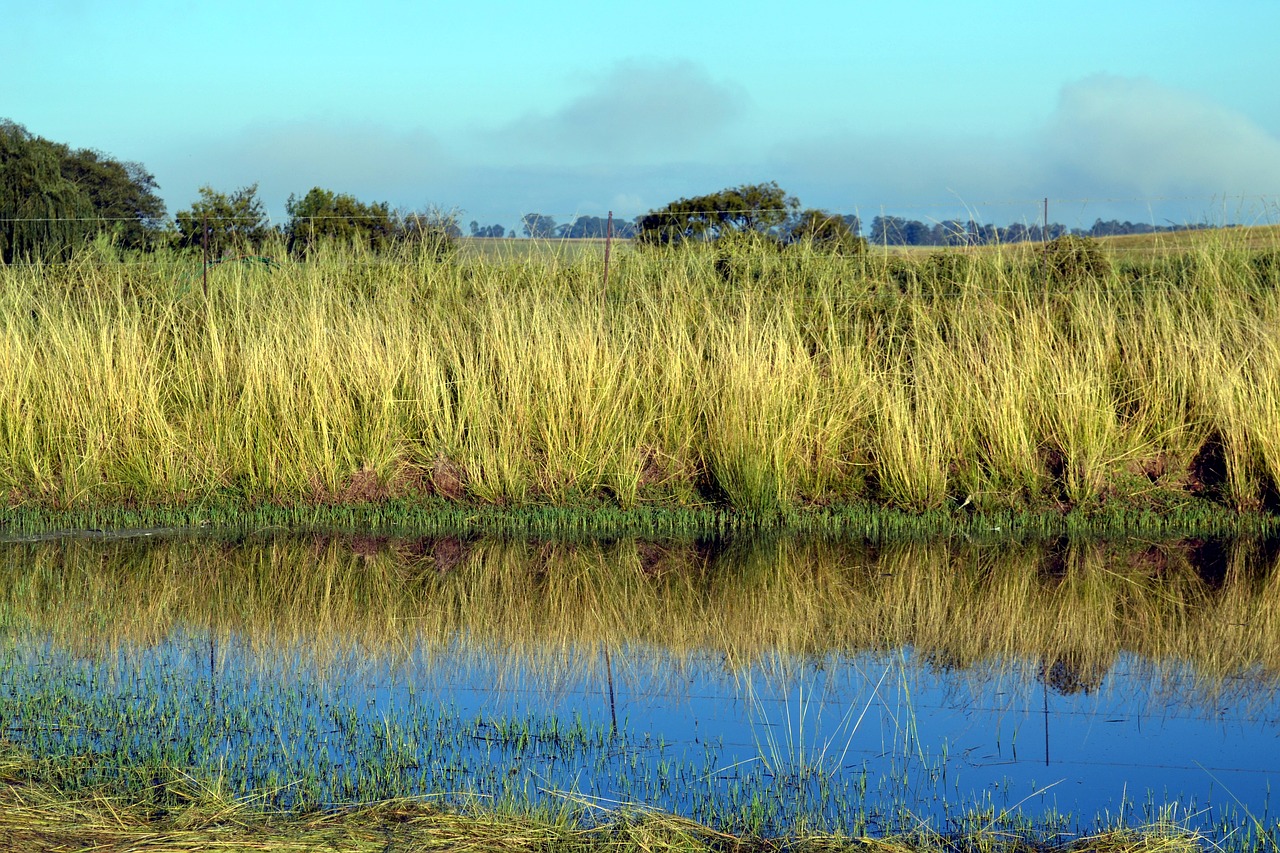 grass river landscape free photo